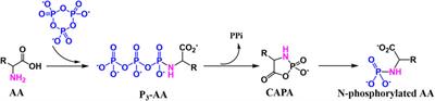 Prebiotic Chemistry: The Role of Trimetaphosphate in Prebiotic Chemical Evolution